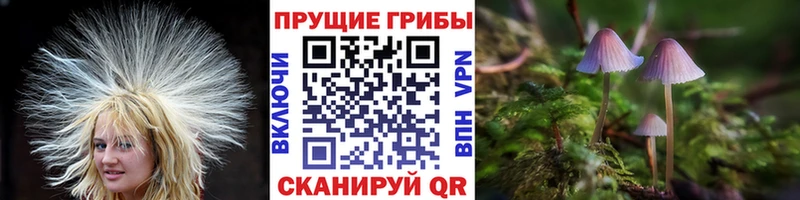 Псилоцибиновые грибы Cubensis  Купить где  Североуральск 